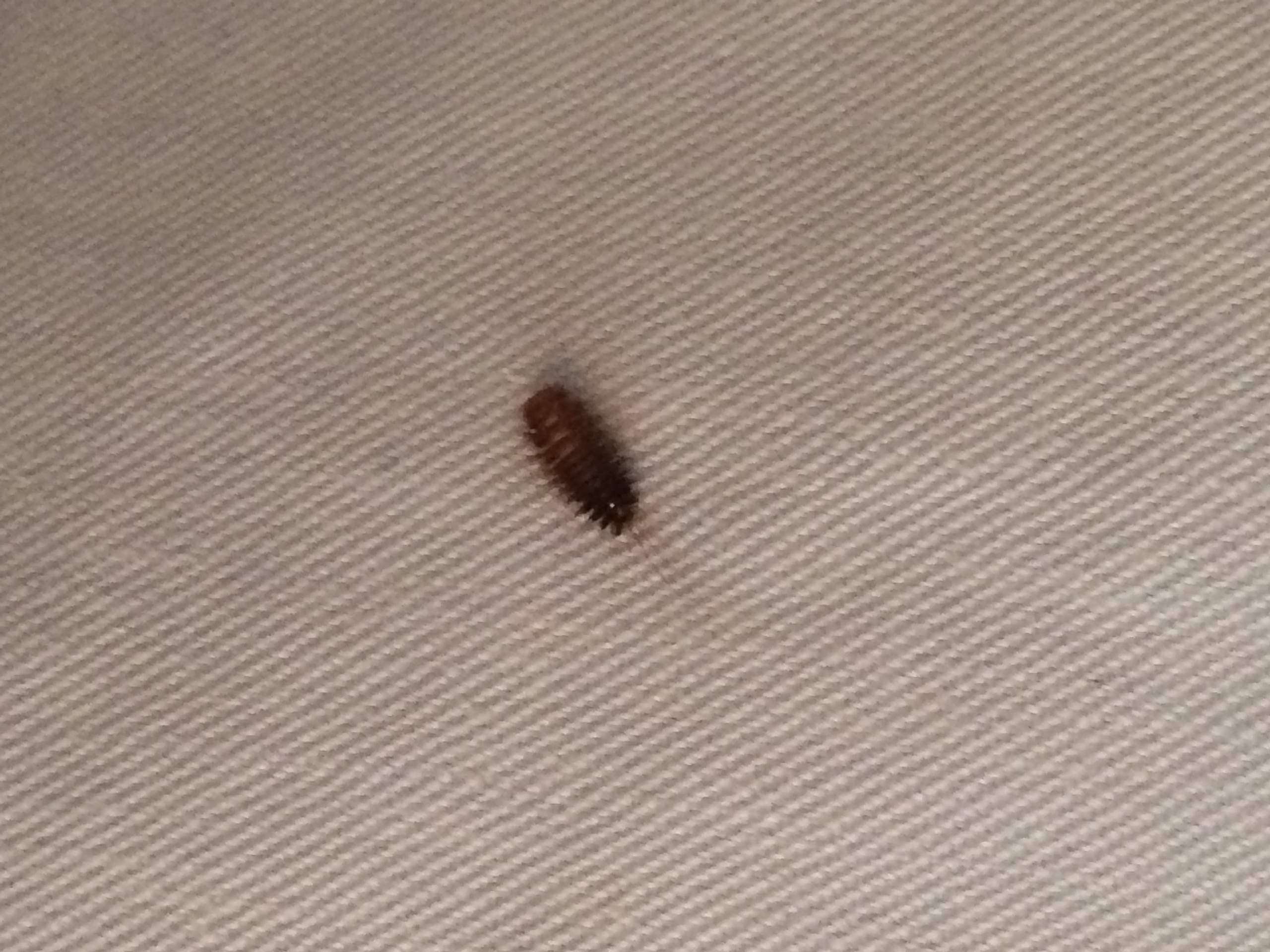 komischen käfer in altem kopfkissen gefunden, was ist das? (bett)