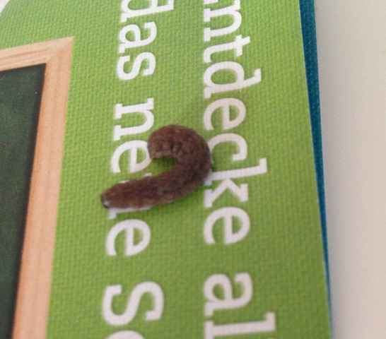 Im kleine bett würmer Winzige Käfer