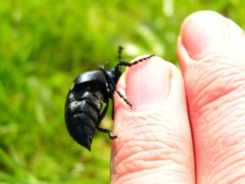 Größenvergleich - (Natur, Insekten, Komische Käfer)