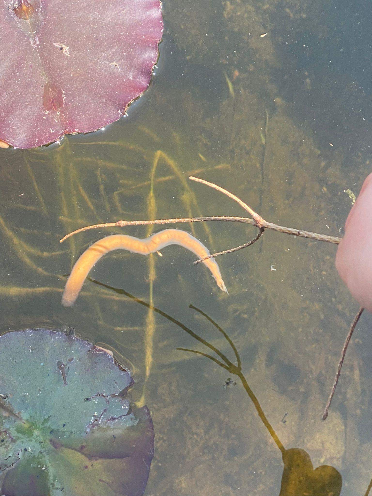 Komischer „Wurm“ im Teich? (Garten, Gartenteich, Koi)