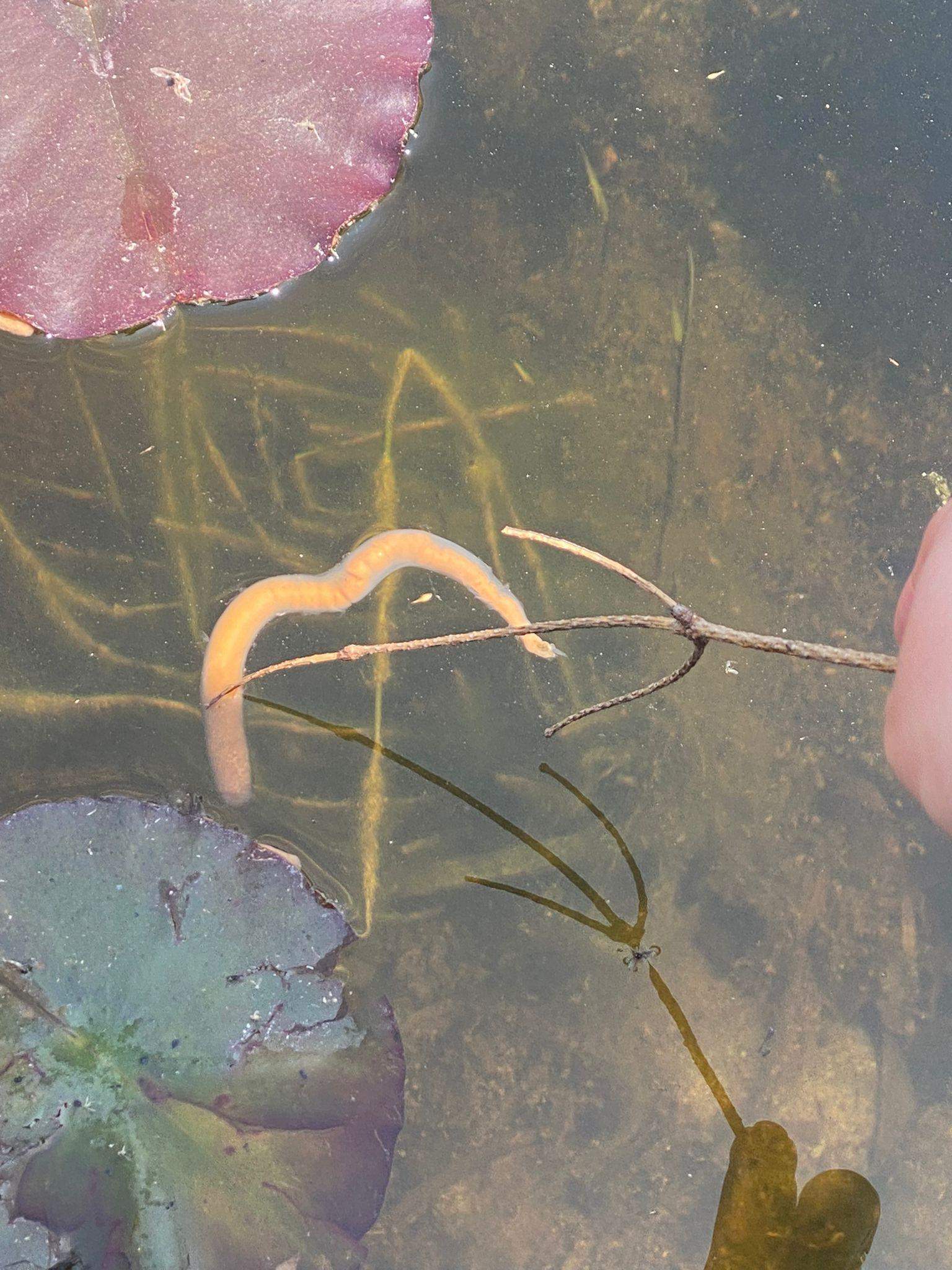 Komischer „Wurm“ im Teich? (Garten, Gartenteich, Koi)