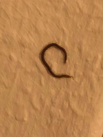 Komischer Wurm Immer Wieder In Wohnung Was Ist Das Fur Einer Ungeziefer Wurmer Komischer Wurm Immer Wieder In Wohnung Was Ist Das Fur Einer Ungeziefer Wurmer