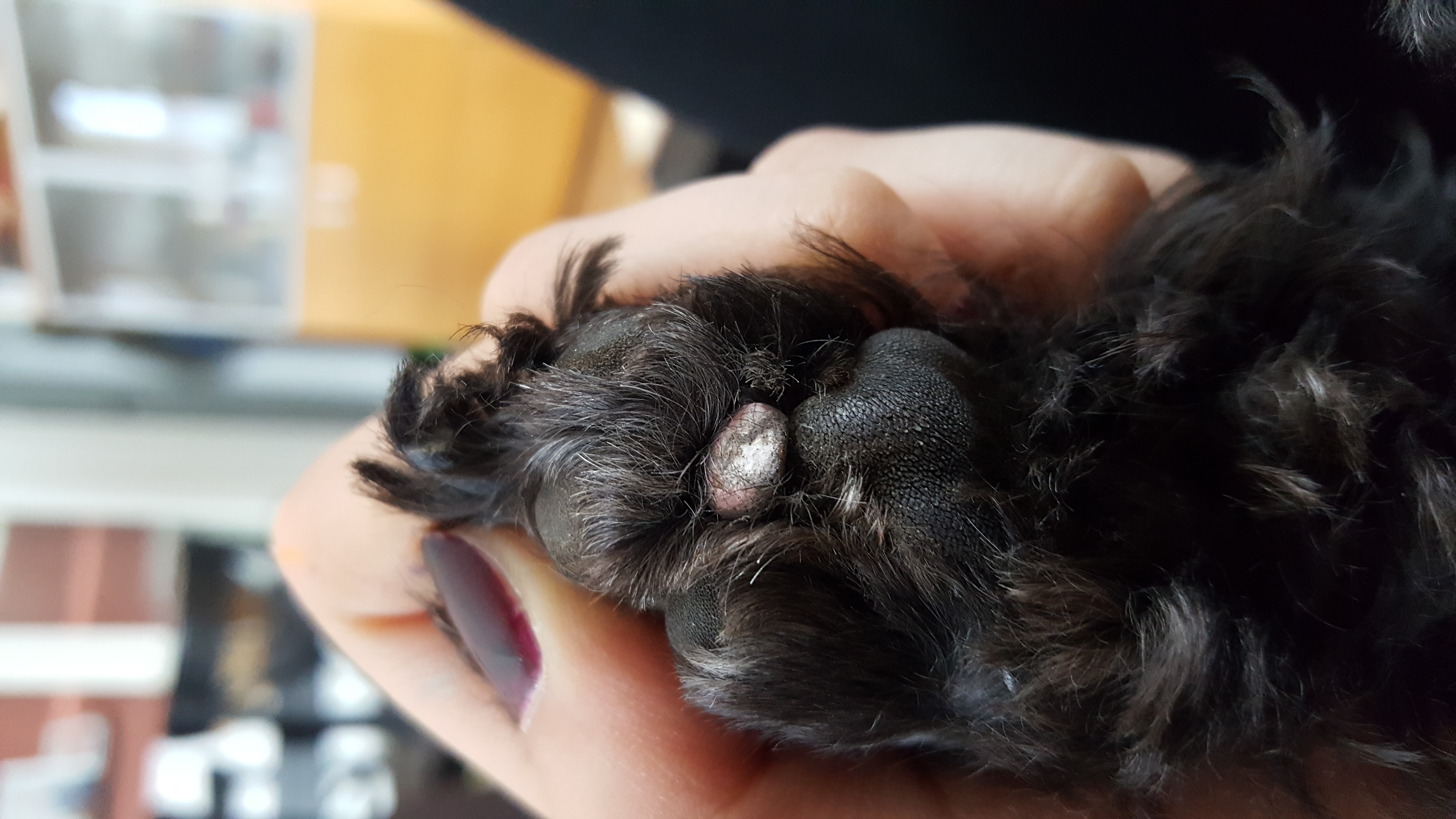 komisches ding in der pfote meines hundes hund