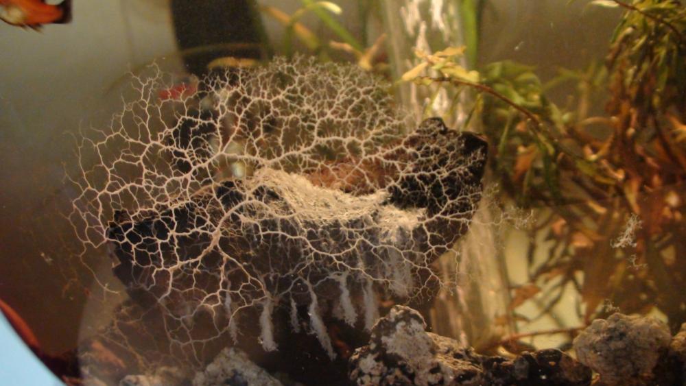 Komisches Gebilde im Aquarium. (Pilze)