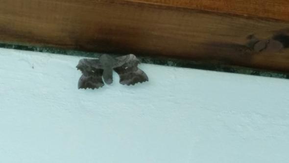 Was ist das? - (Tiere, Insekten)