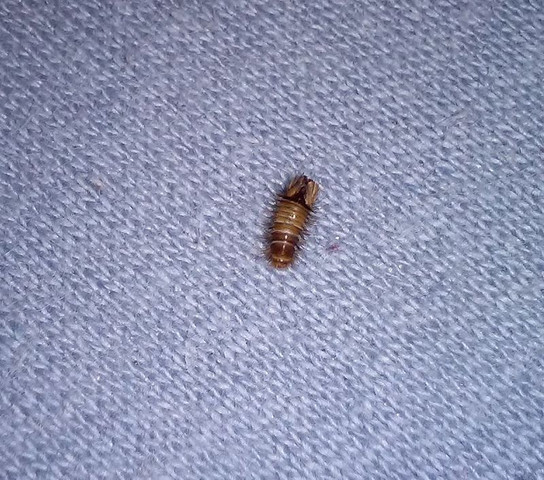 Komisches Insekt Im Schlafzimmer Raupe Tiere Insekten Wurmer