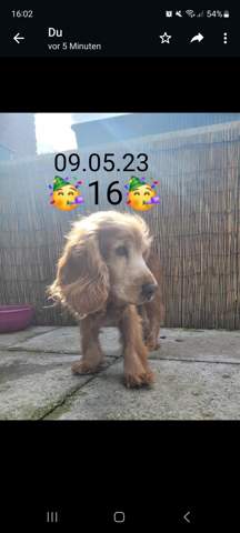 Kommt das so rüber als wäre mein Hund 16 geworden?