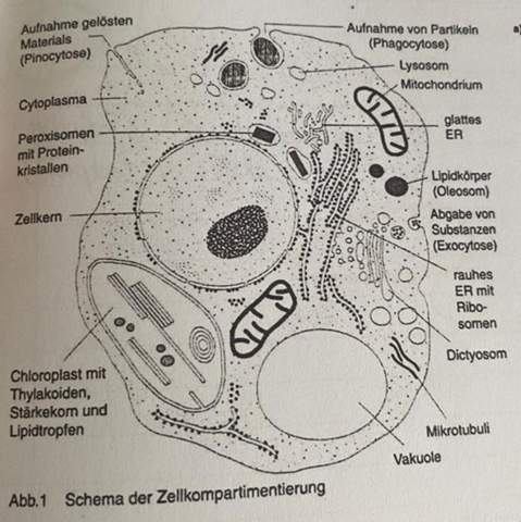  - (Bio, Zellen, Biologieunterricht)