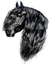 Kopf Ausschneiden Wie Geht Das Pferde Bildbearbeitung