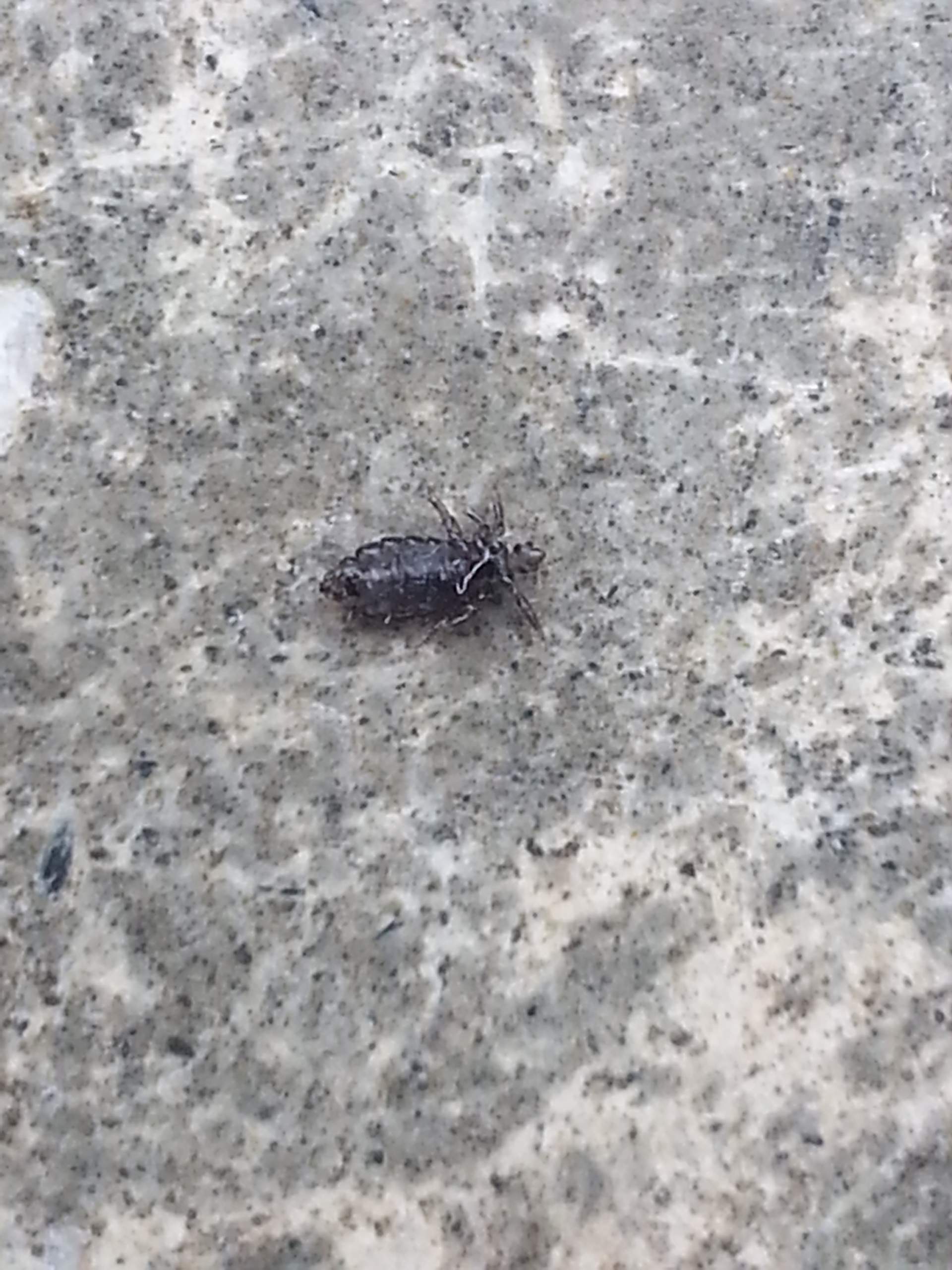 Kopflaus oder nicht? (Insekten, Schädlinge) Kopflaus oder nicht? (Insekten, Schädlinge)