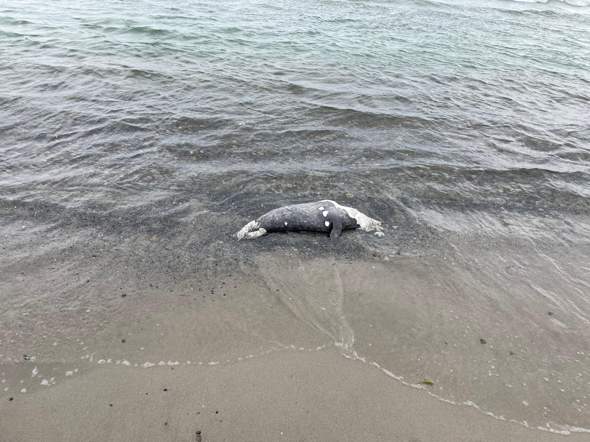 Kopflose Robben an dänischer Küste?