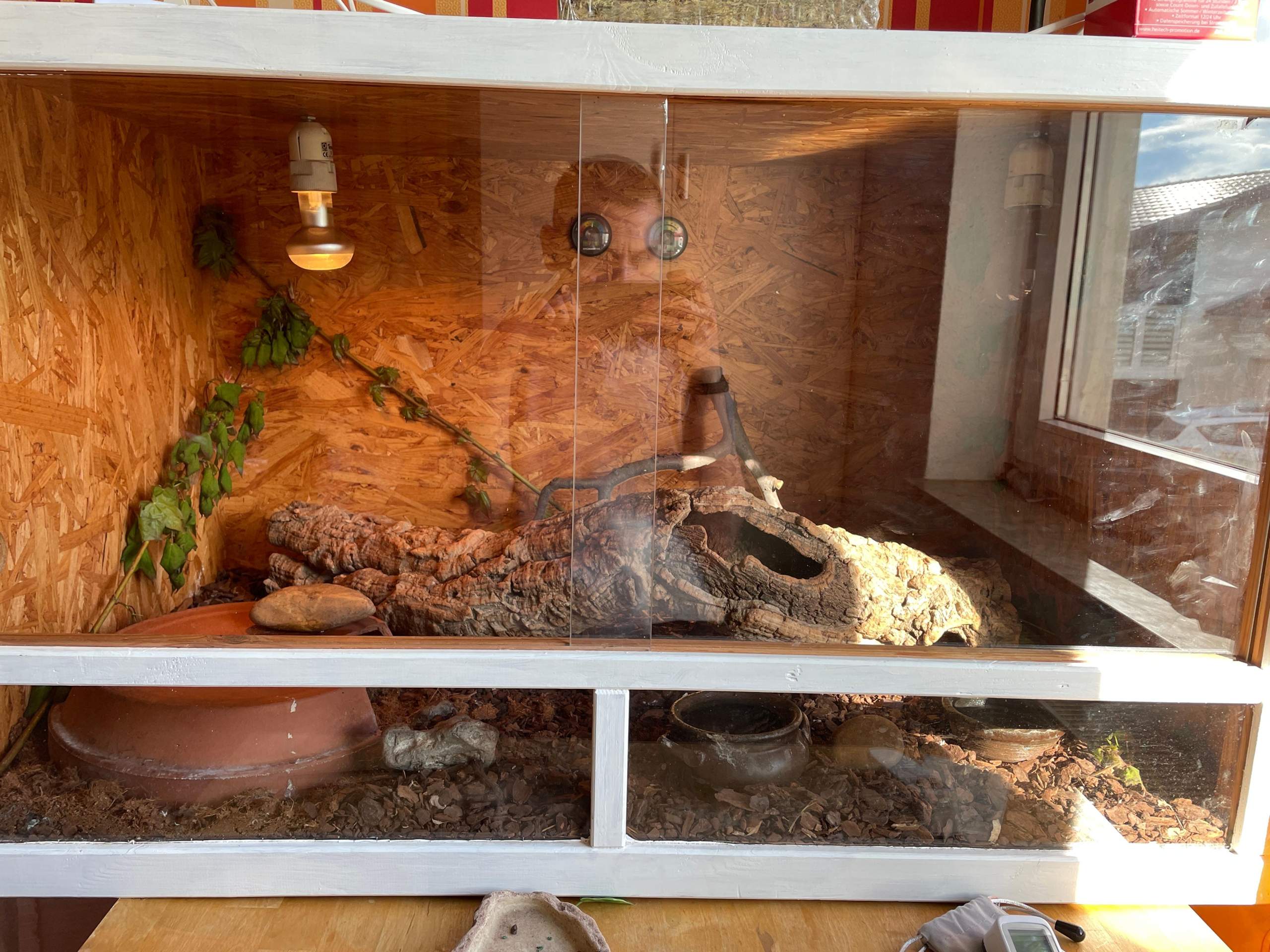 Kornnatter Terrarium perfekt? Tipps und co?? (Tiere, Schlangen, Tierfutter)