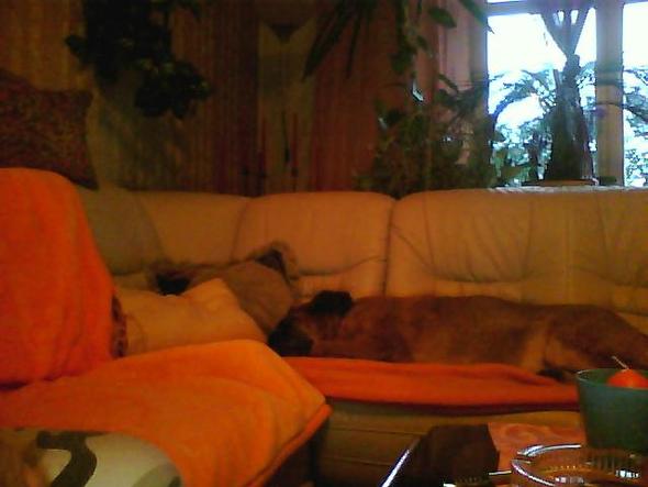 blutbild hund kosten