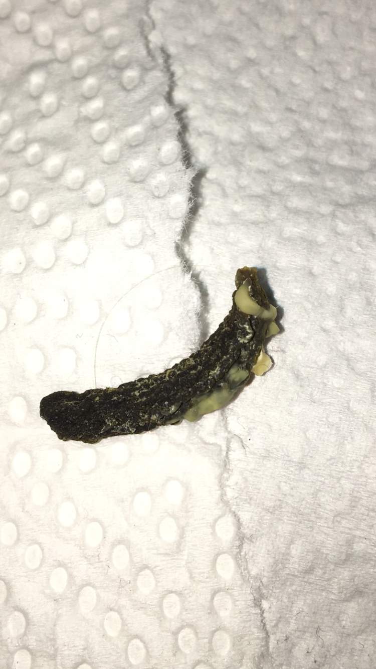 Kot artiges in der Wohnung gefunden ! HILFE