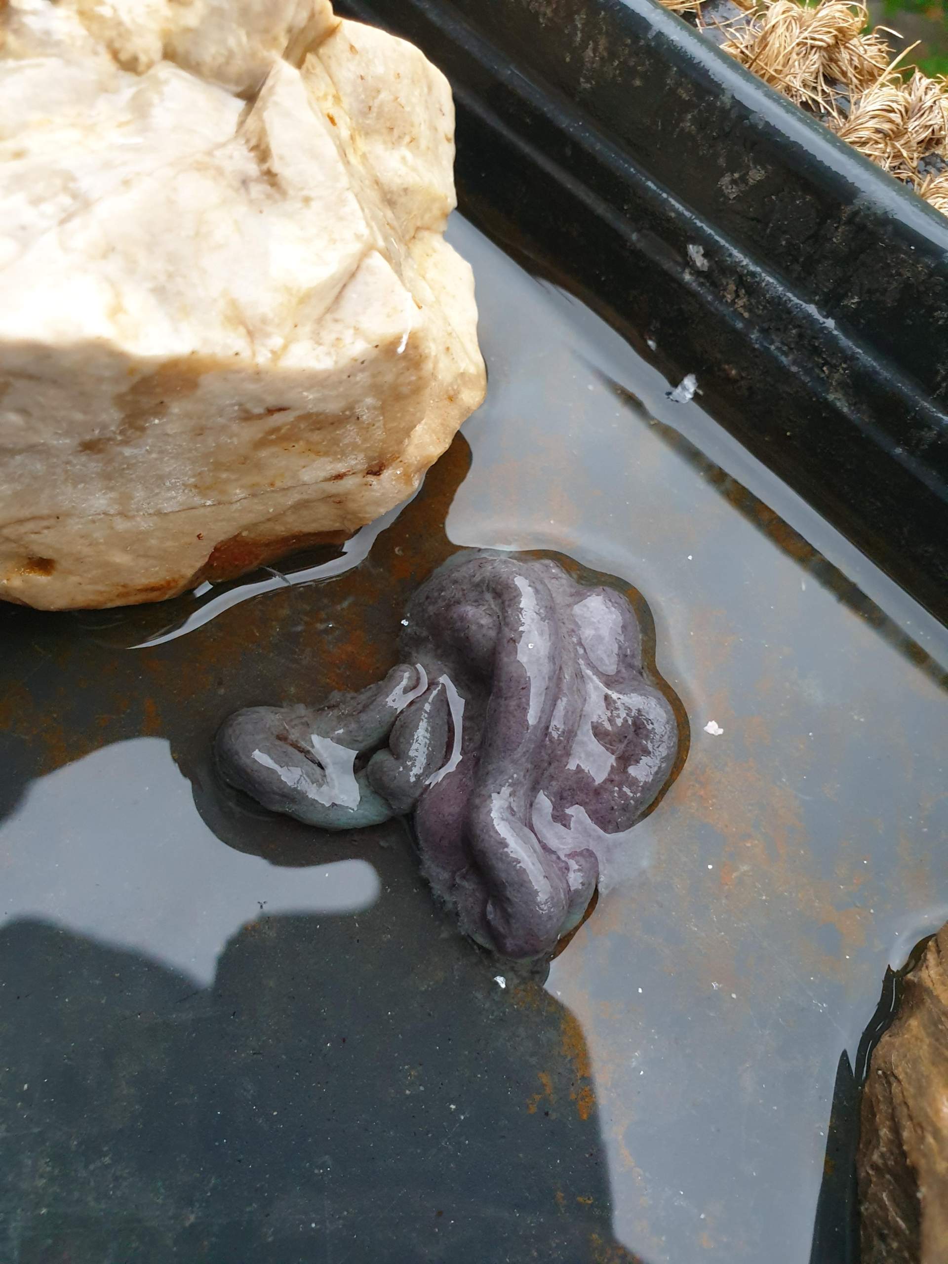 Kot auf dem Balkon? (Vögel, Wildtiere, Kacke )