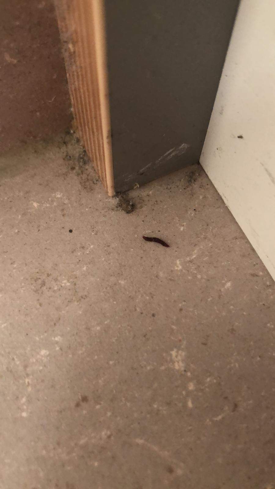 Kot in Wohnung gefunden...? (Tiere, zu Hause, Mäuseplage)