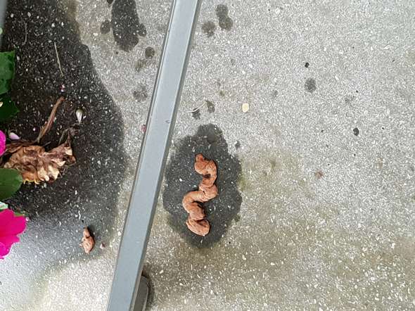 Kot Auf Dem Balkon Vogel Oder Marder Tiere Garten Vogel