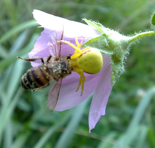1 - (Tiere, Natur, Spinnen)