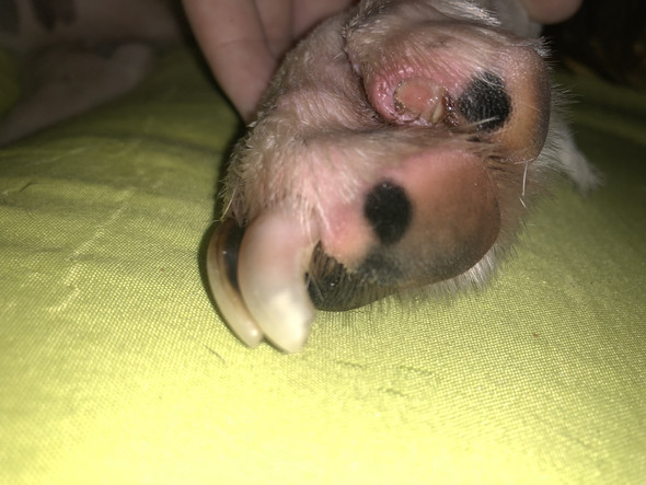 Kralle gezogen beim Hund, Wunde ok? (Hundehaltung, Veterinärmedizin