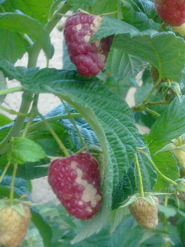 kranke Himbeeren - Flecken auf Früchten (essen, Garten) kranke Himbeeren - Flecken auf Früchten (essen, Garten)