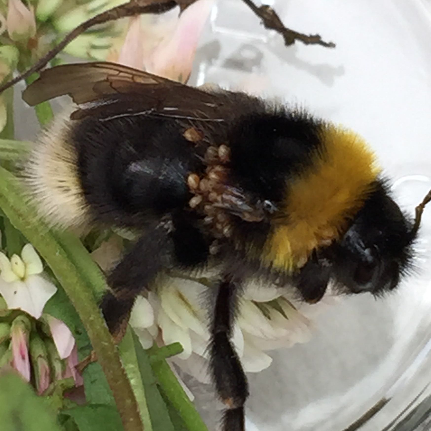 Hummel Im Winter Gefunden Was Tun Kranke Hummel gefunden was tun? (Tiere, Natur, Insekten)