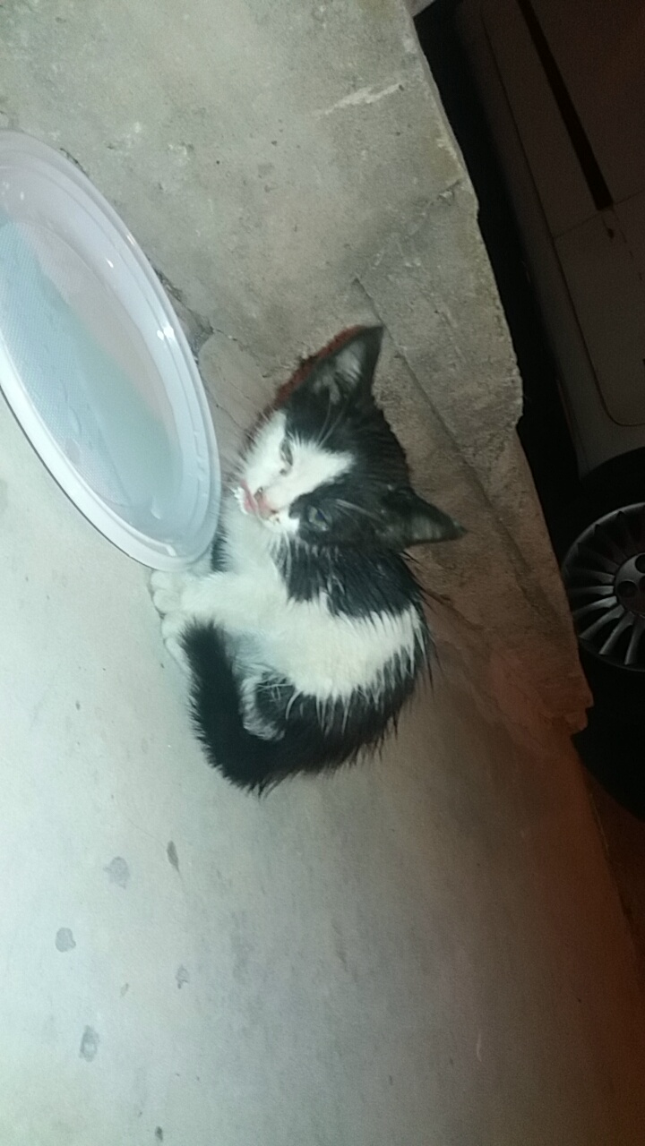 Kranke Straßen Baby Katze