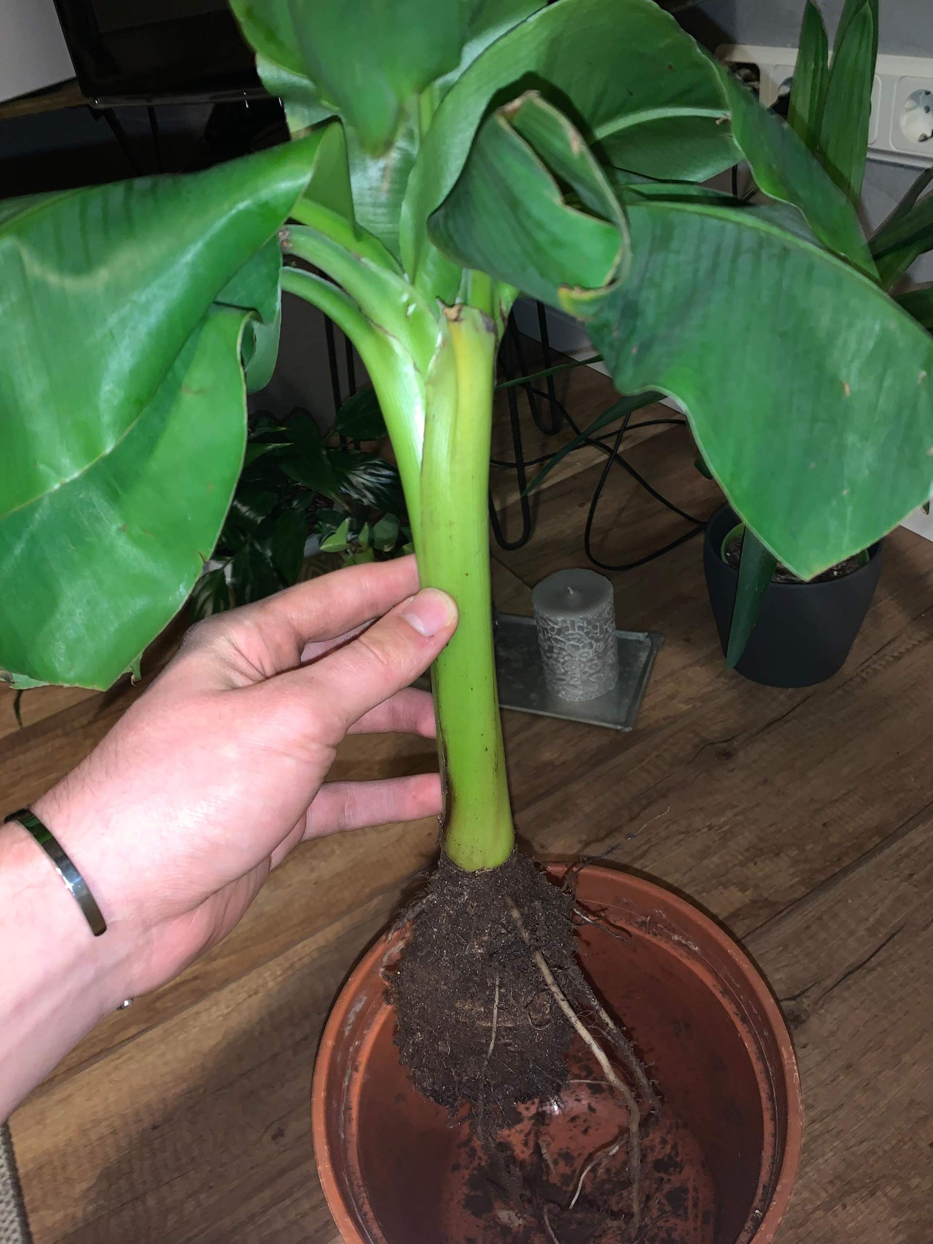Kranke ZimmerBananenpflanze? (Tipps, Pflanzen, Pflanzenpflege)