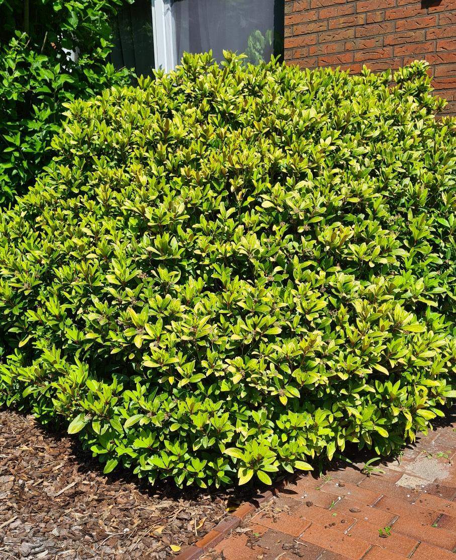 Kranker Busch im (Pflanzen, Garten, Pflanzenpflege)