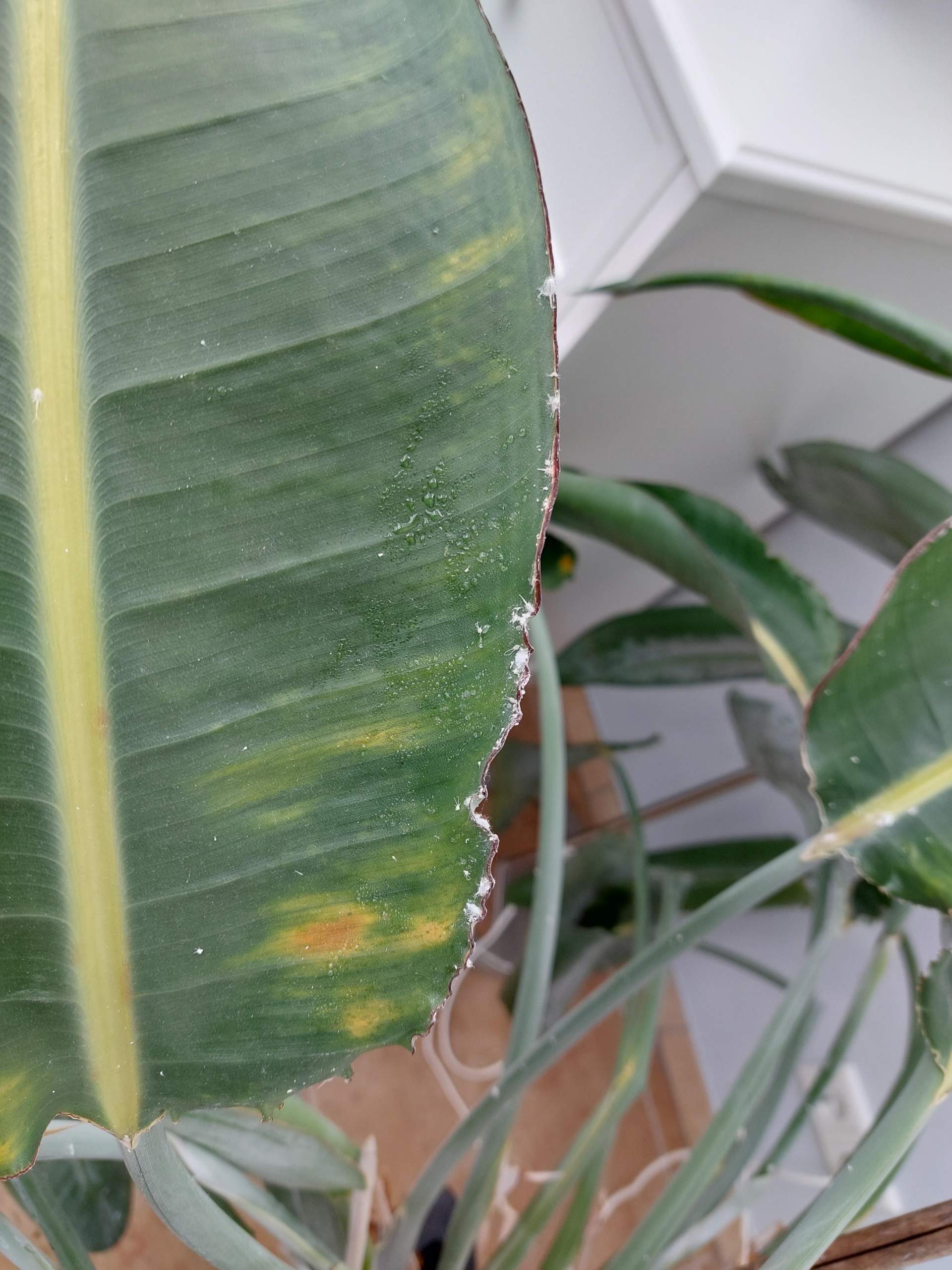 Krankheit bei Paradiesvogelblume? (Insekten, Blumen, Schdlinge)