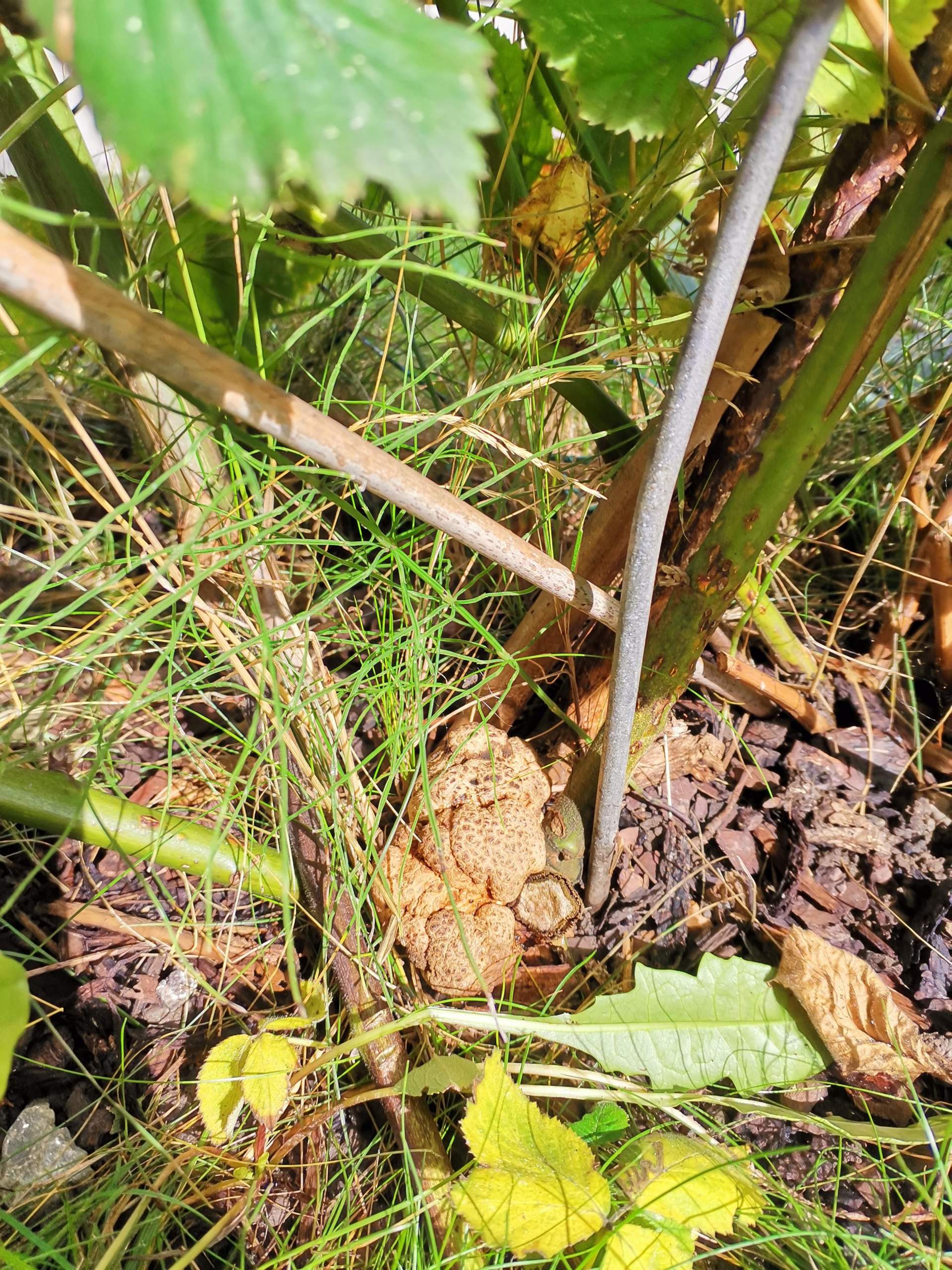 Krankheit Brombeer Strauch (Pilz)? (Pflanzen, Garten, Insekten) Krankheit Brombeer Strauch (Pilz)? (Pflanzen, Garten, Insekten)