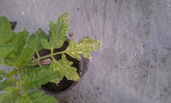 Bild - (Garten, Tomaten)
