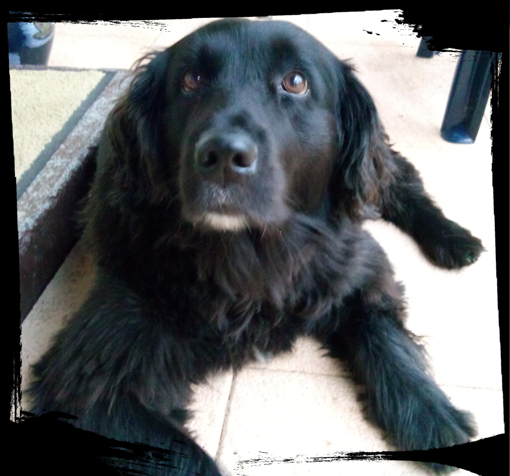 Kreuzbandriss Hund