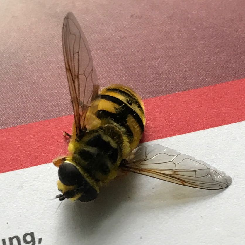Kreuzung zwischen Fliege und Wespe? (Insekten, Wespen) Kreuzung zwischen Fliege und Wespe? (Insekten, Wespen)