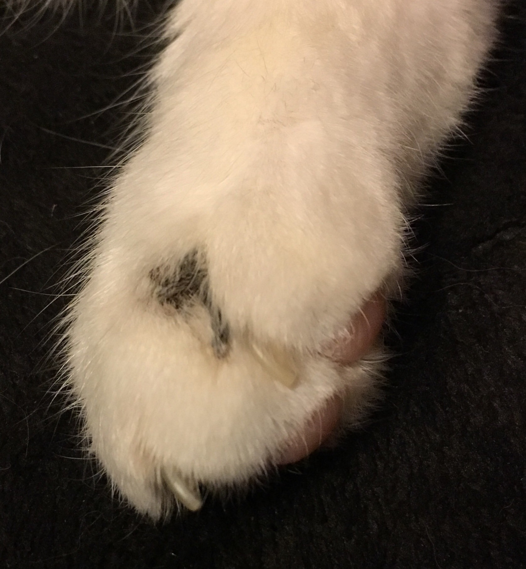 Kruste an der Pfote? (Katze, Hautkrankheit)