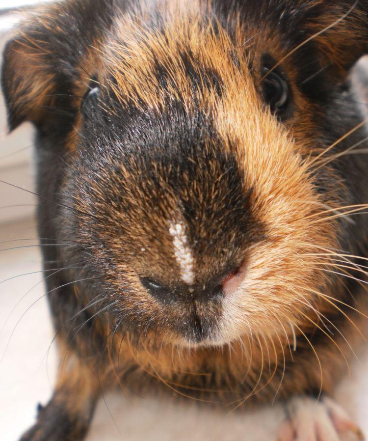 Kruste auf der Meerschweinchennase was könnte das sein? (Gesundheit, Tiere, Haustiere)