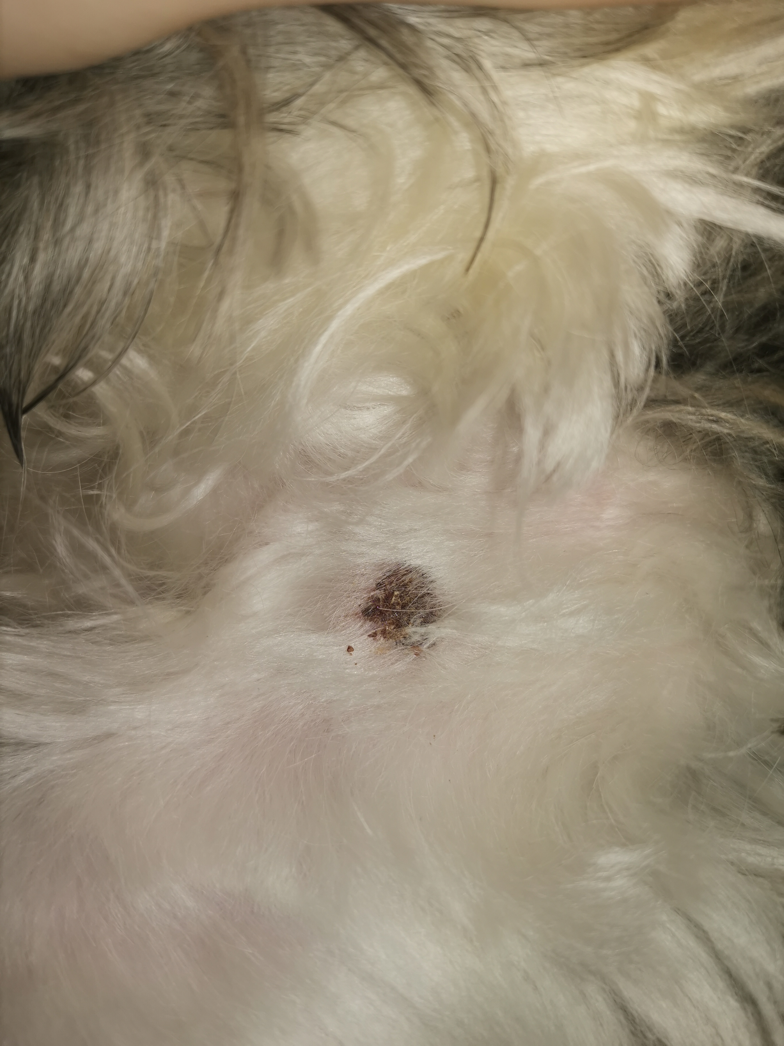 Kruste beim Hund was kann das sein? (Krankheit, Tierarzt, Flecken)