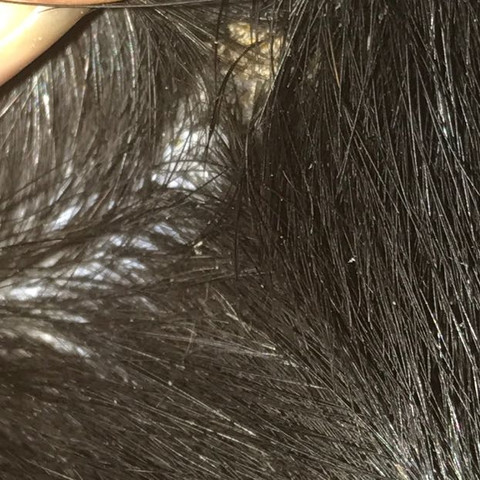 Kruste Hund Gesundheit Und Medizin Tiere Kruste Hund Gesundheit Und Medizin Tiere