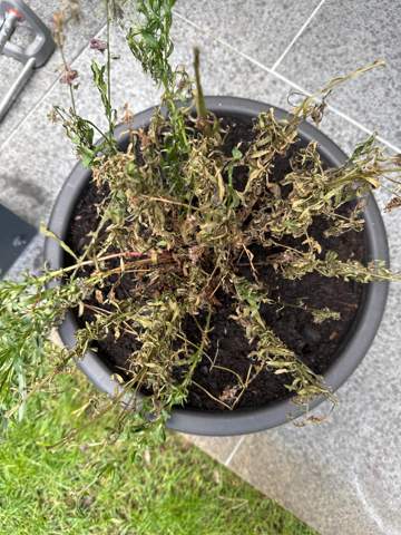firma eibe Gemeine Eibe (Taxus baccata) | 80-100 cm im Topf main image 0