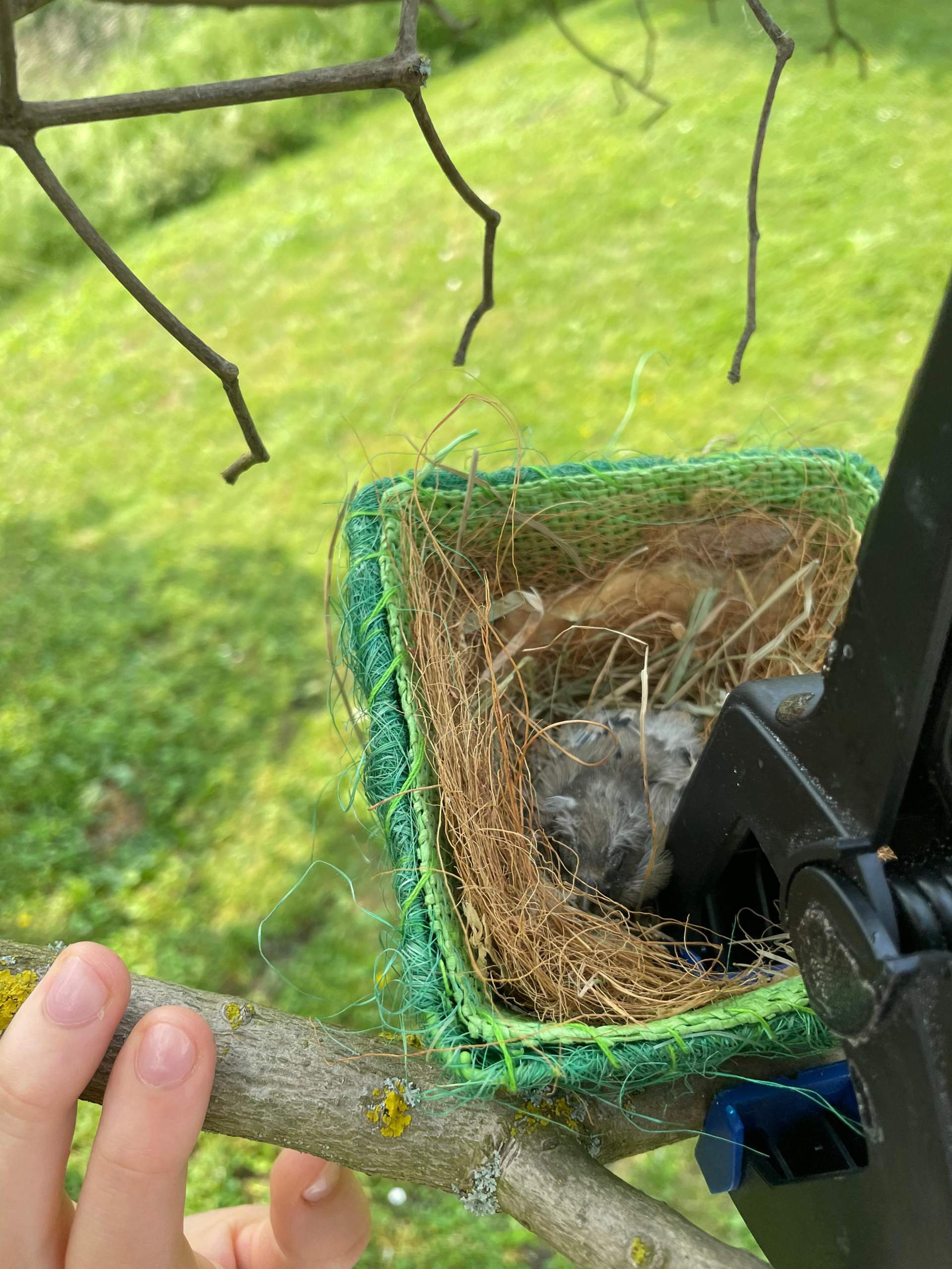 Küken aus dem Nest gefallen. Was