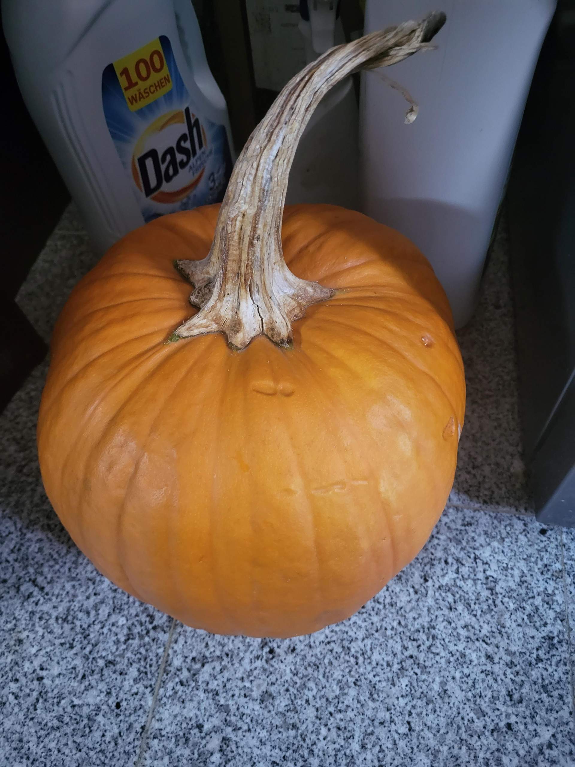Kürbis Kann man den Essen? (Pflanzen, Gemüse)