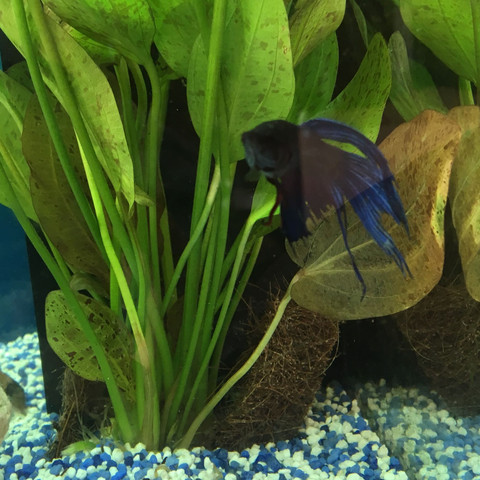 Kurze Frage, wieso schauen die Flossen von meinem Kampfisch so kaputt