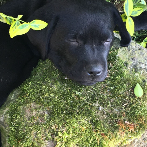 Labrador Welpe Und 2 Katzen Wie Fuhre Ich Die 3 Am Besten Zusammen Hund Welpen