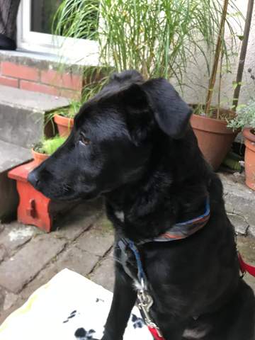 Labrador Windhund Mix Computer Hund Welpen