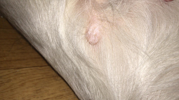 Labradore haben Beulen? (Gesundheit, Hund, Beule)