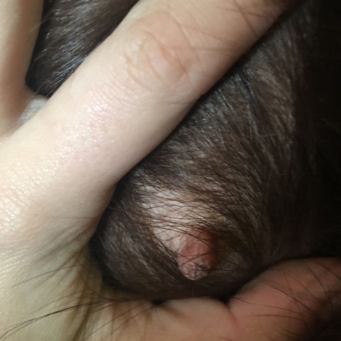 Zitzen haben sich verändert sind rosa - (Gesundheit und Medizin, Hund, Welpen)