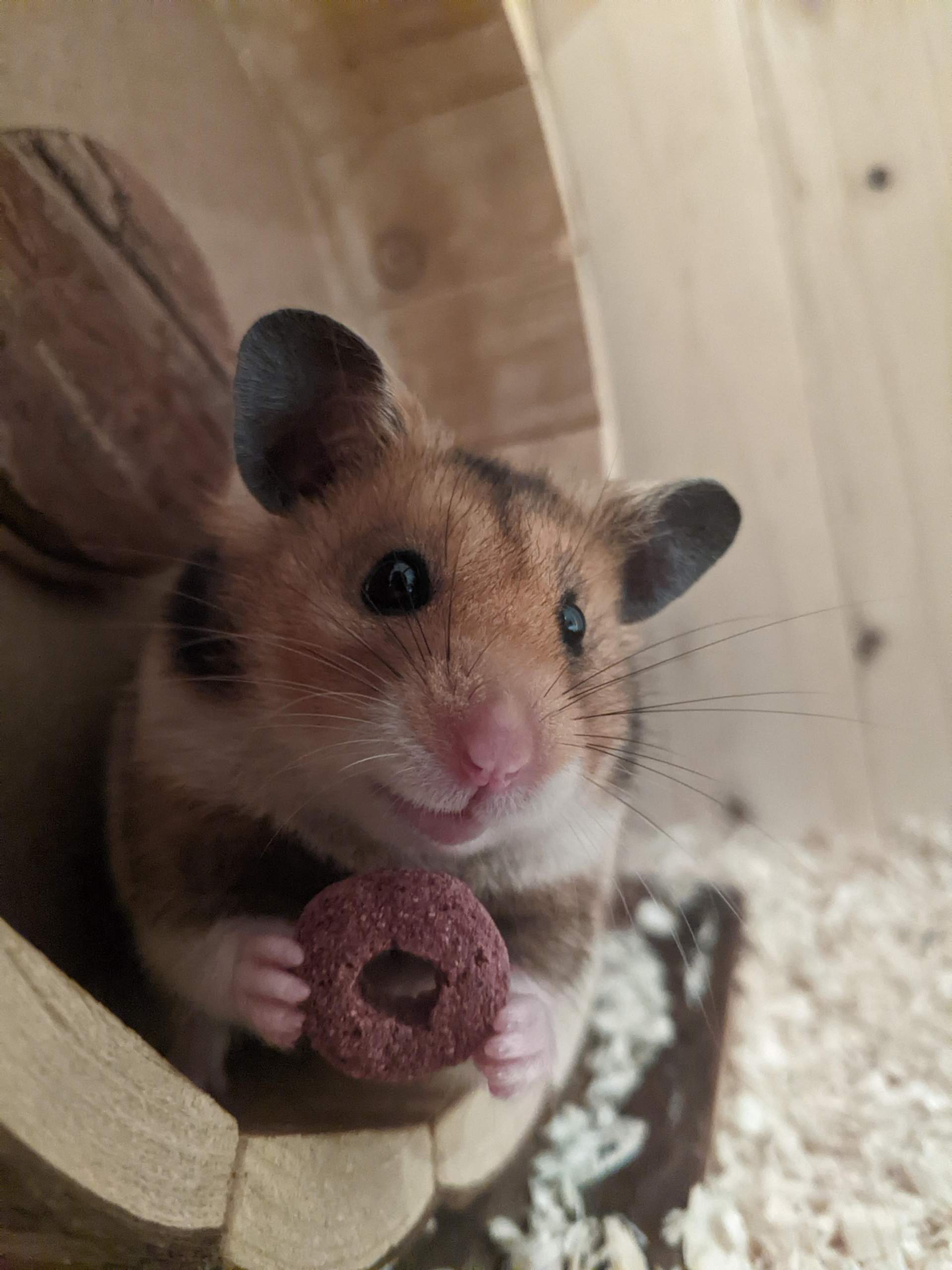 Lächelt mein Hamster? (Gesundheit, Nagetiere, Goldhamster)
