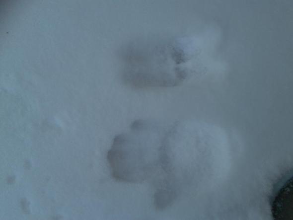- (Tiere, Schnee, Spuren)