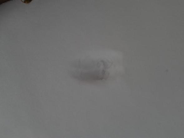 - (Tiere, Schnee, Spuren)
