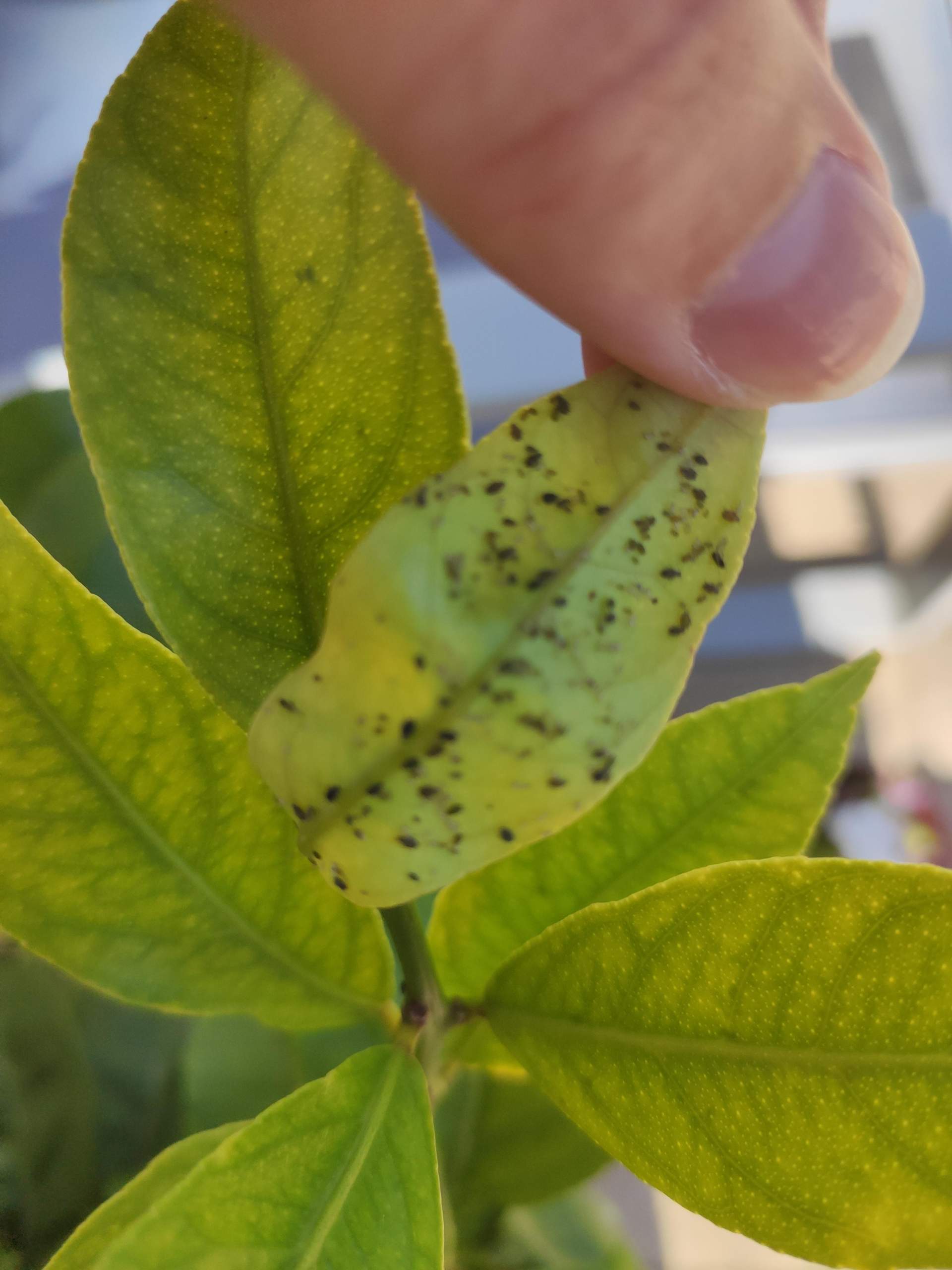 Läuse auf Pflanze? (Garten, Botanik)