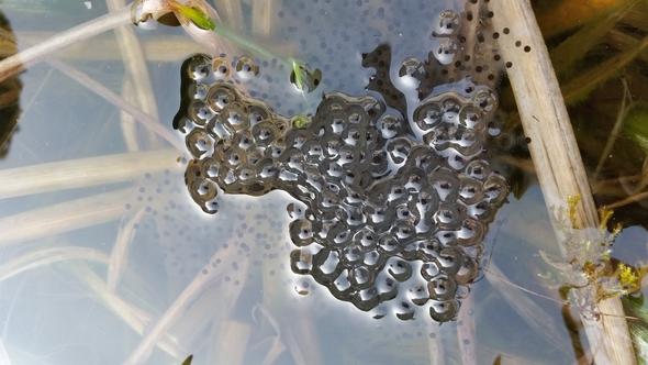 Laich Im Gartenteich